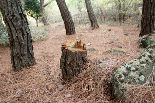 Henderson, GA Tree Care Company