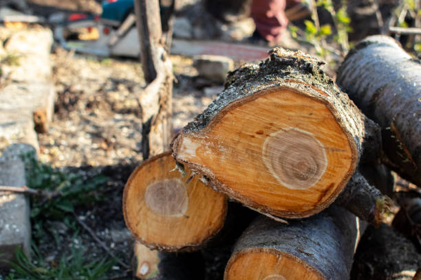 Best Fruit Tree Pruning  in Henderson, GA