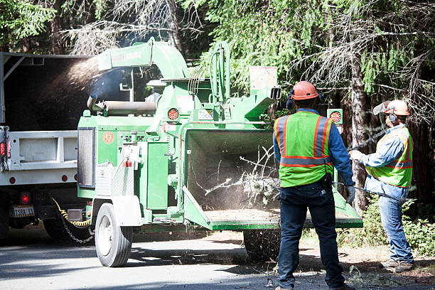  Henderson, GA Tree Care Pros