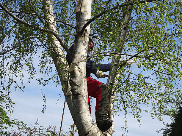 Best Emergency Tree Removal  in Henderson, GA