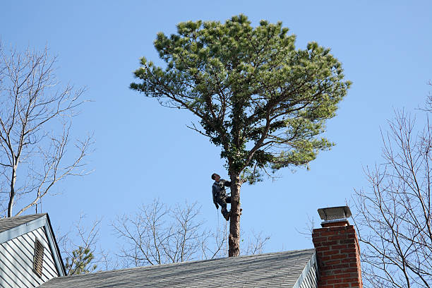 Best Storm Damage Tree Cleanup  in Henderson, GA