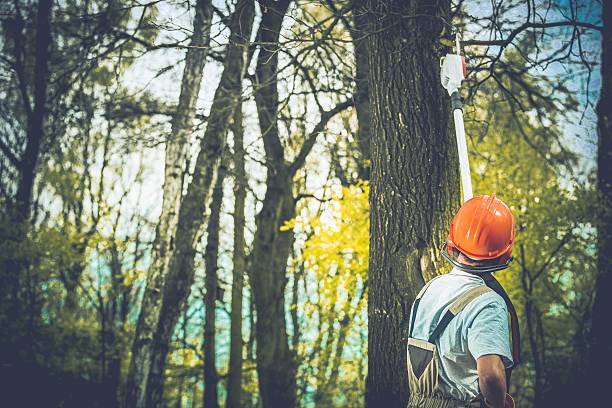 Best Firewood Processing and Delivery  in Henderson, GA